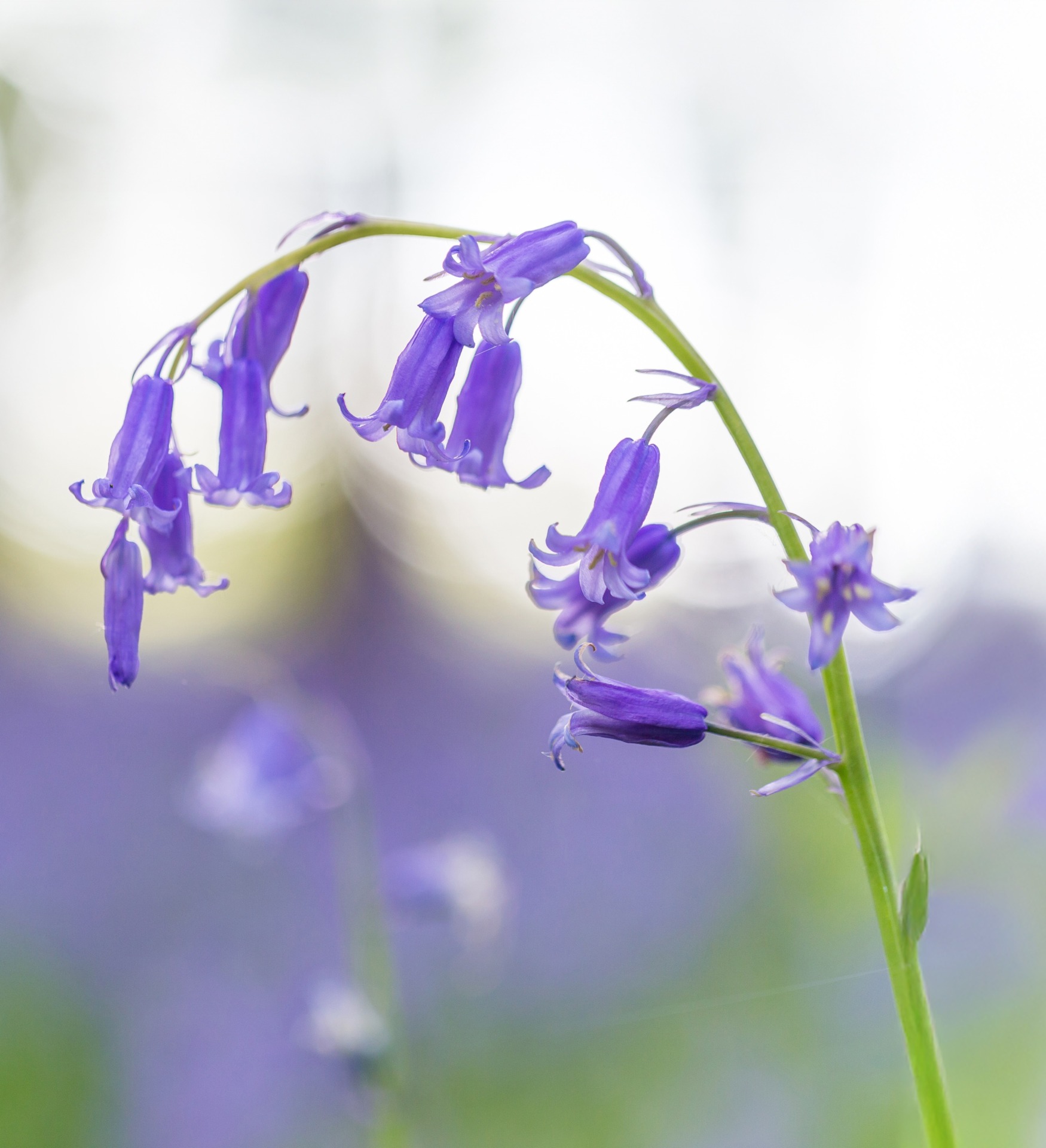 bluebells bluebells